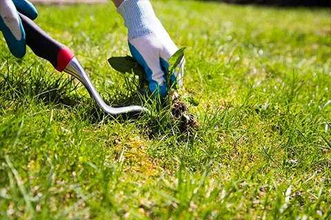 Lawn Weed Control